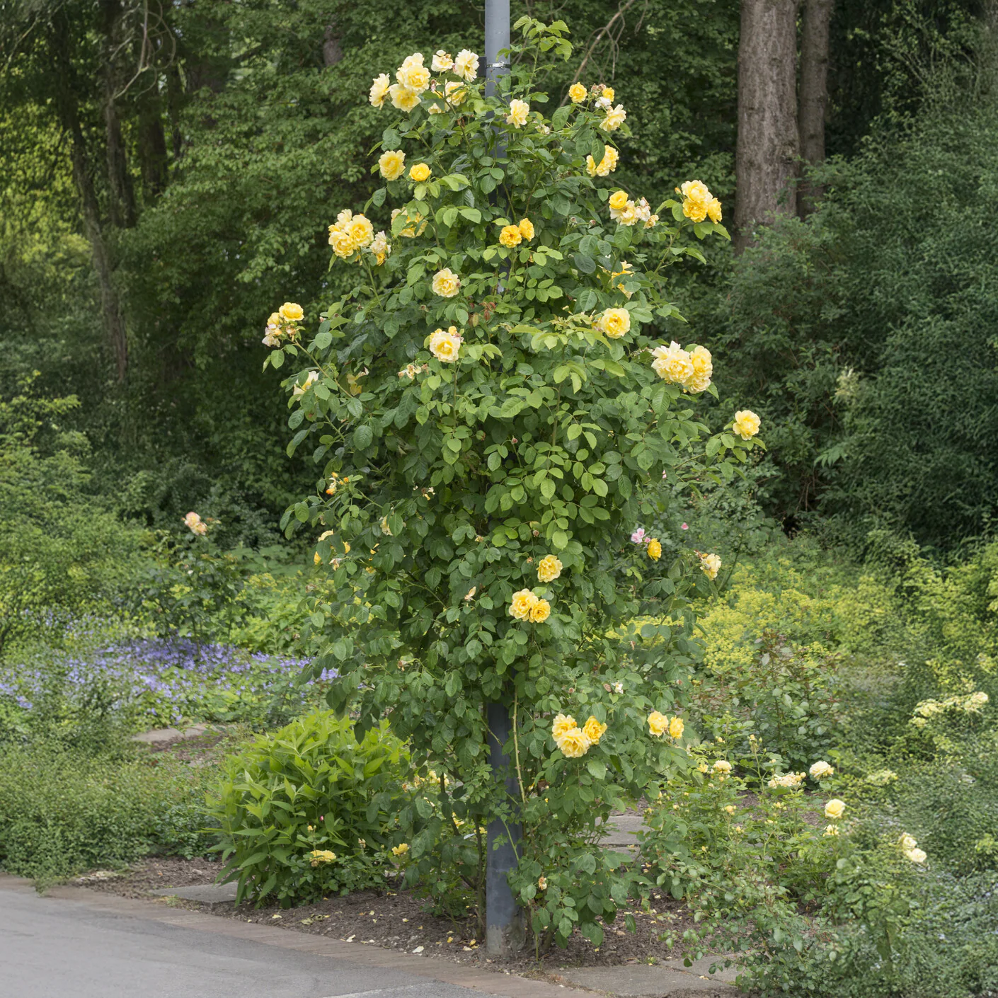 Rosier grimpant Golden Gate ® Korgolgat