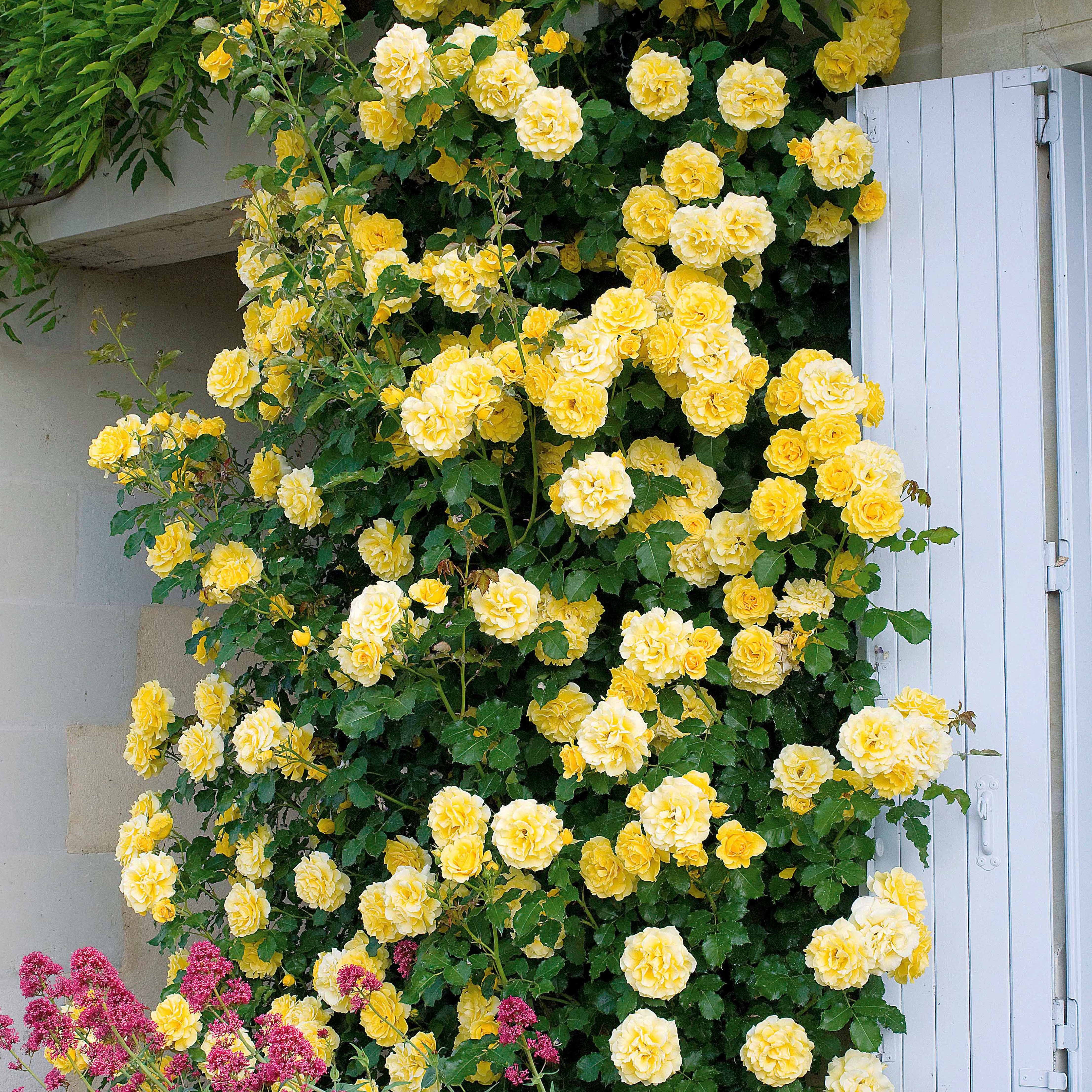 Rosier grimpant Golden Gate ® Korgolgat - Image 2
