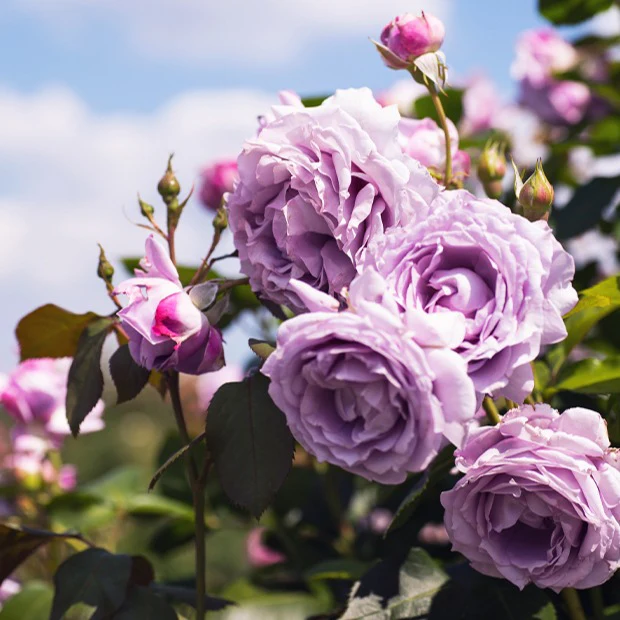 Rosier grimpant Indigoletta