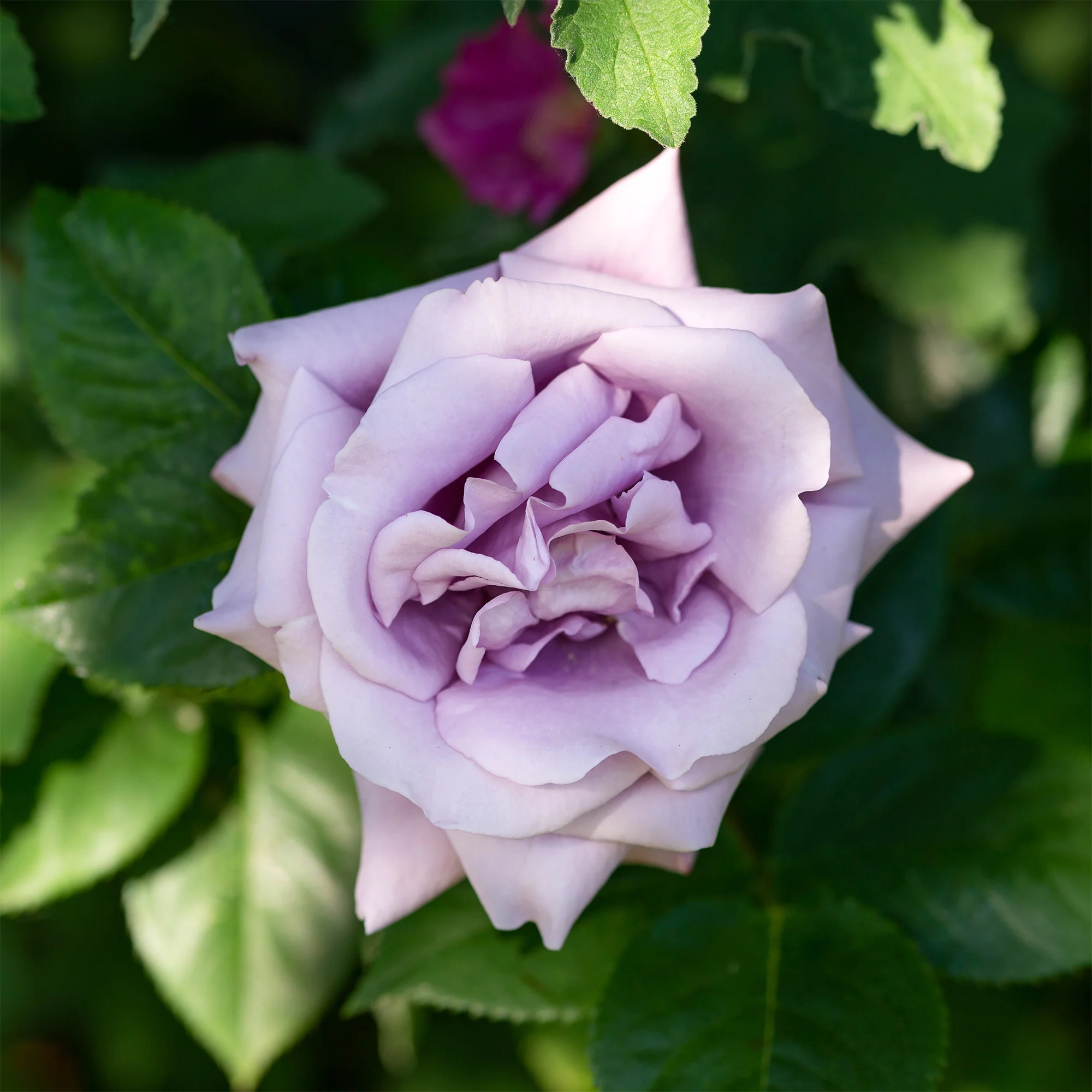 Rosier grimpant Indigoletta - Image 2