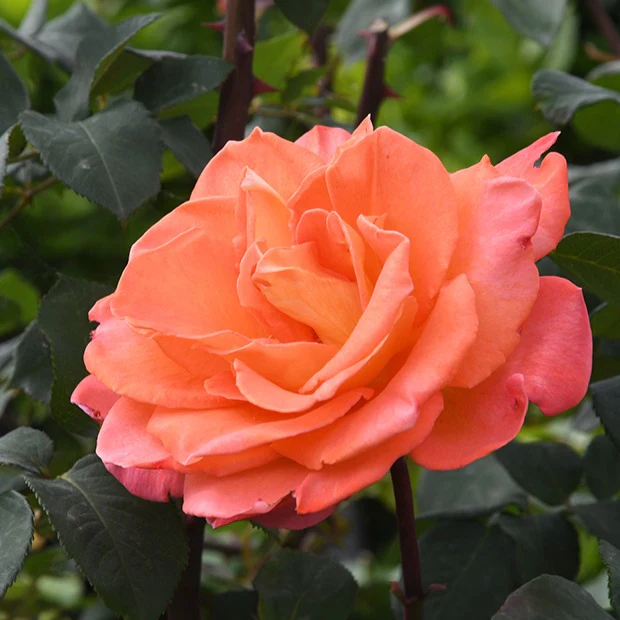 Rosier grimpant Métanoïa - Image 4