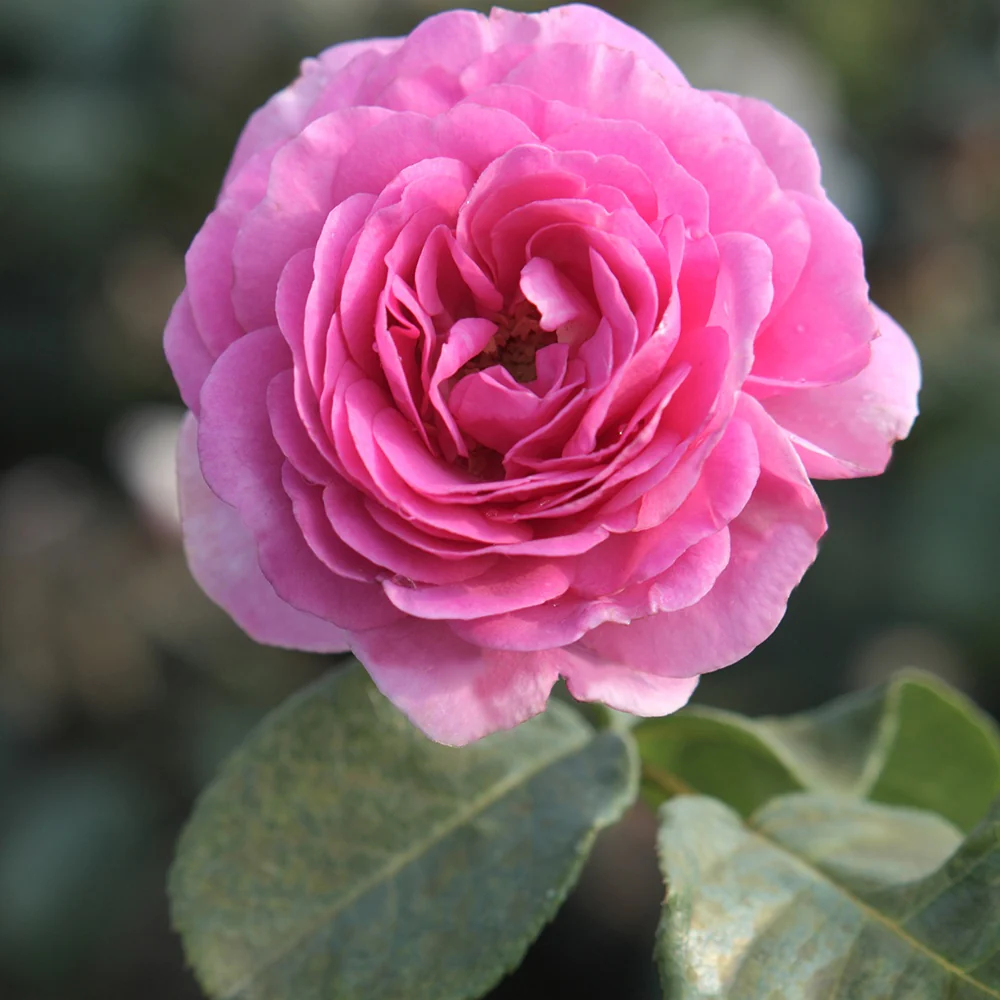 Rosier grimpant 'Ozeana' - Image 3