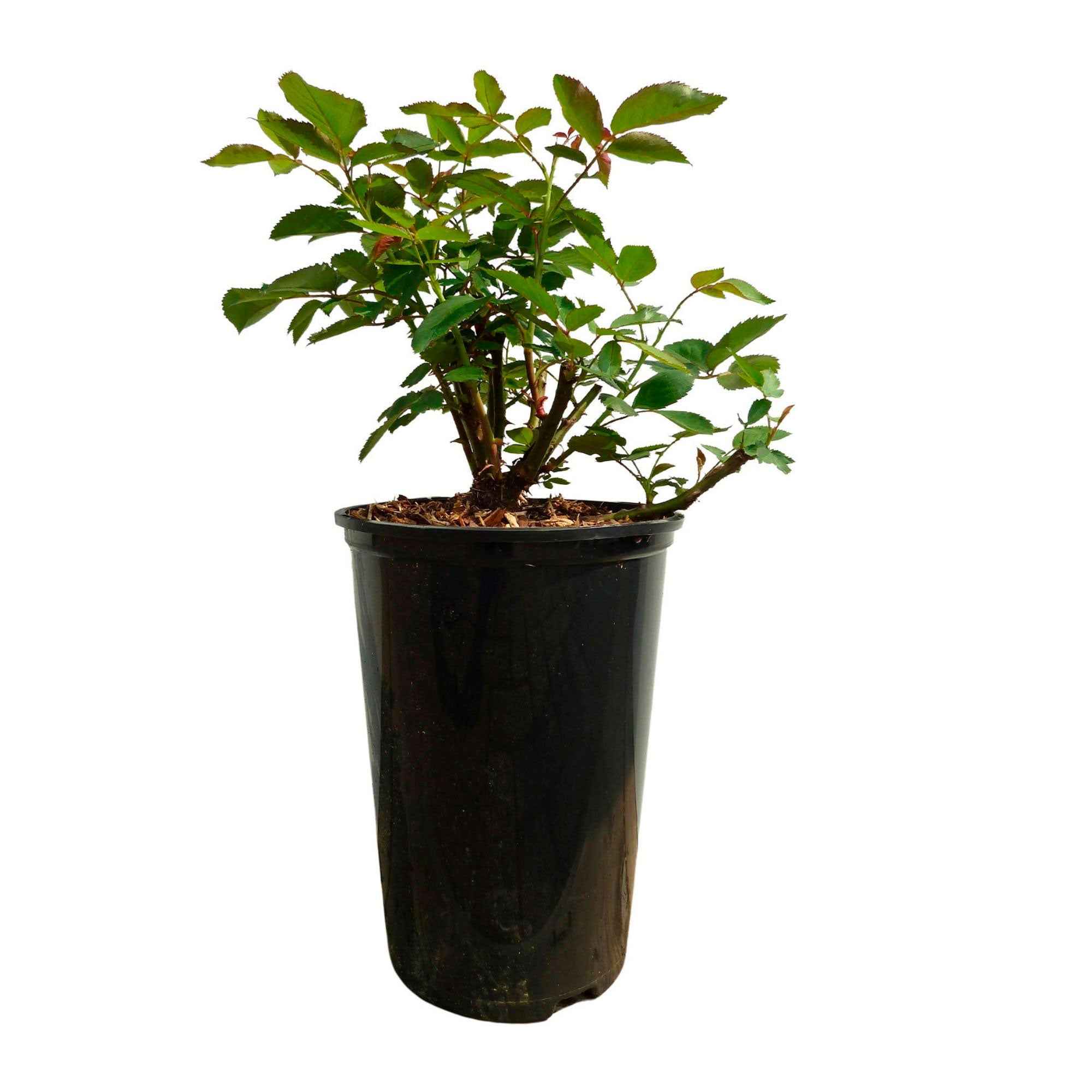 Rosier grimpant 'Ozeana' - Image 4