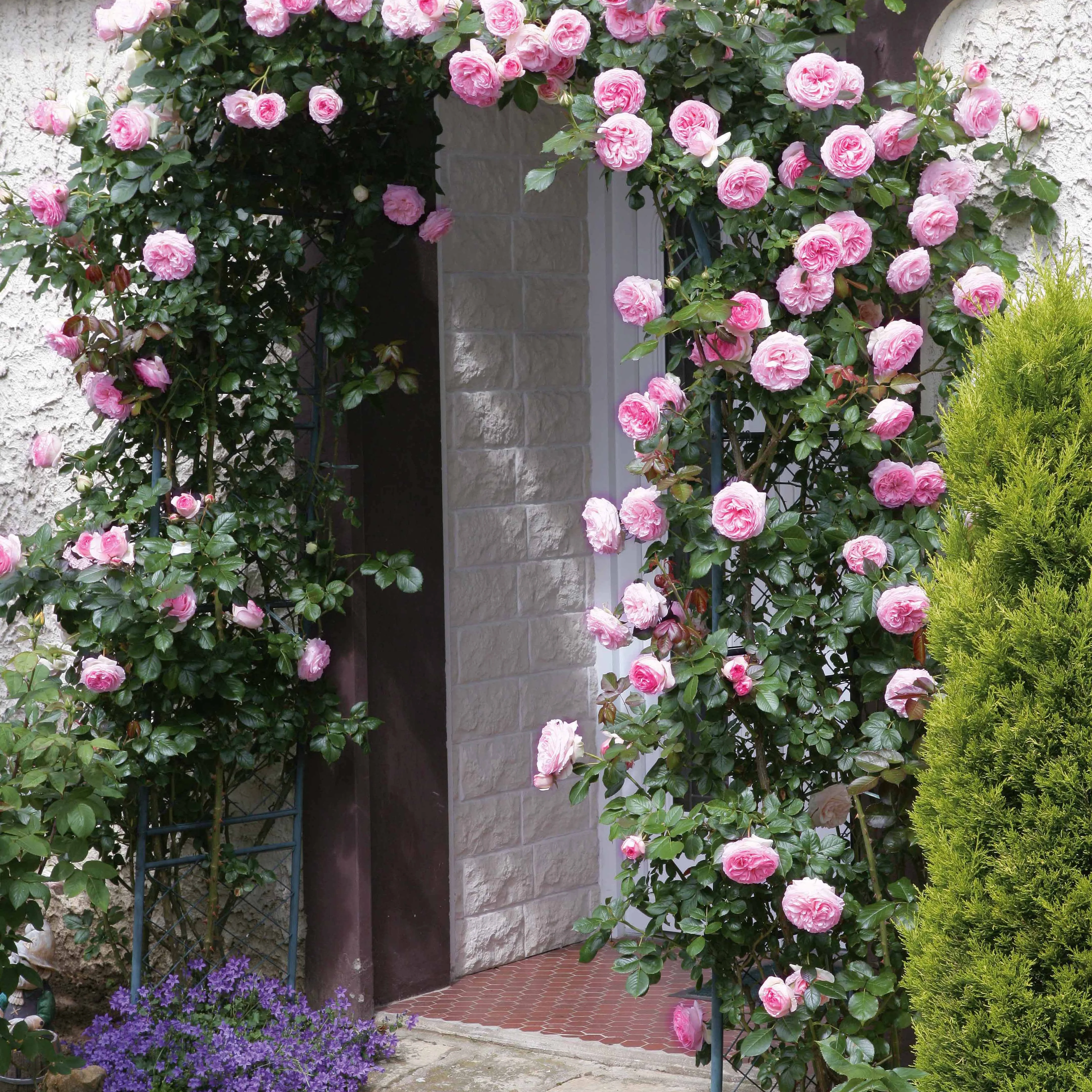 Rosier grimpant Pierre de Ronsard®