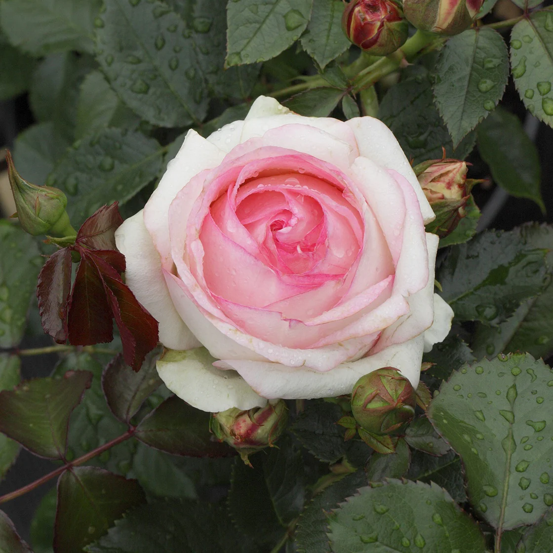 Rosier grimpant Pierre de Ronsard® - Image 5