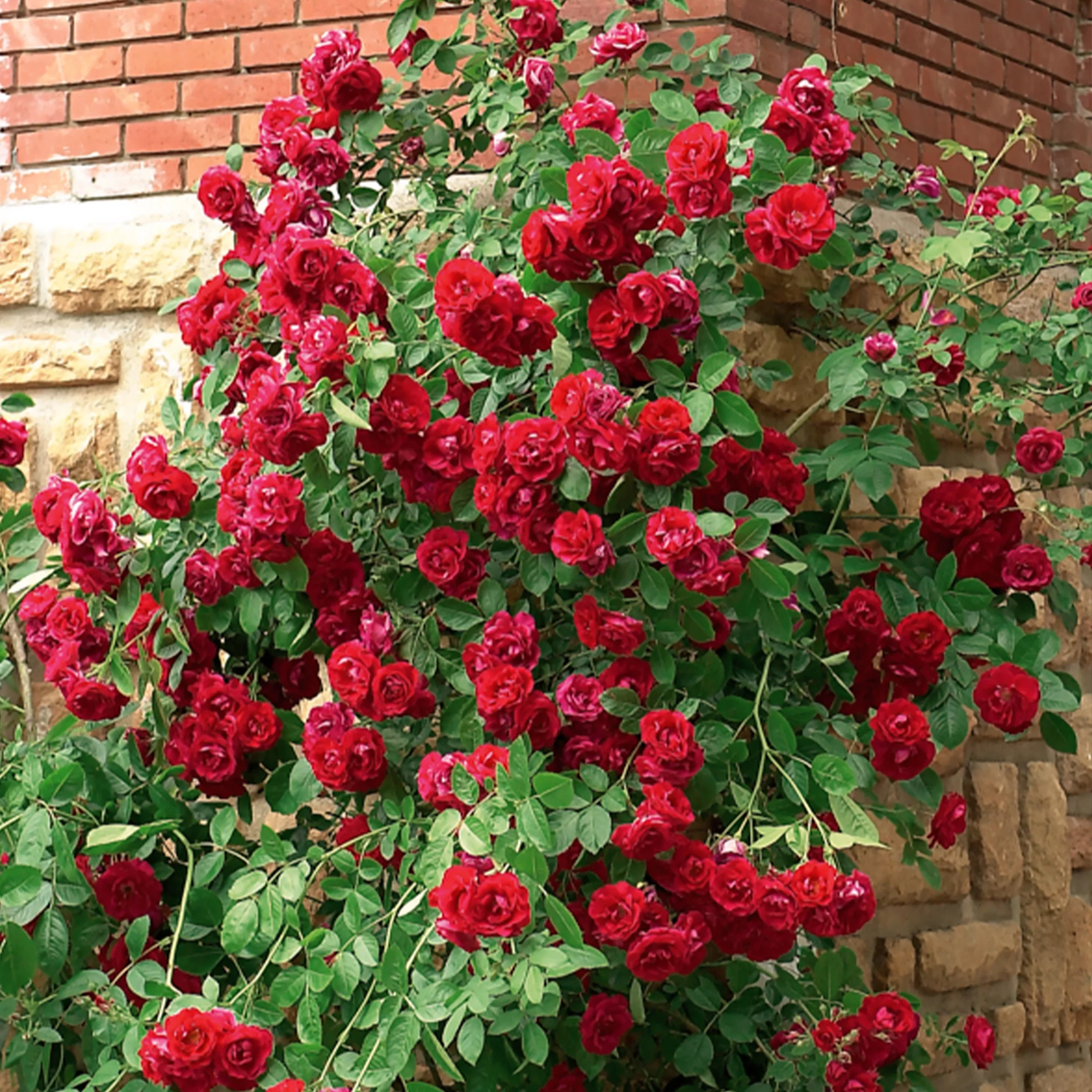 Rosier grimpant rouge