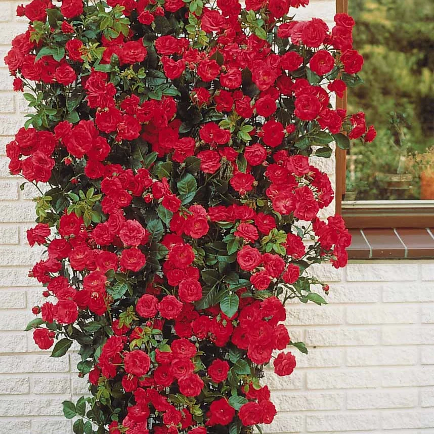 Rosier grimpant rouge - Image 4