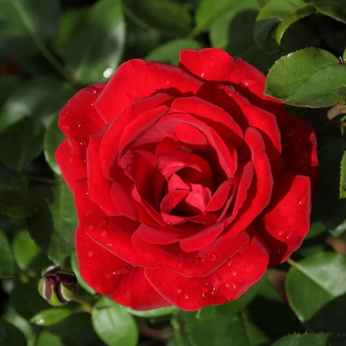 Rosier grimpant 'Santana' - Image 3