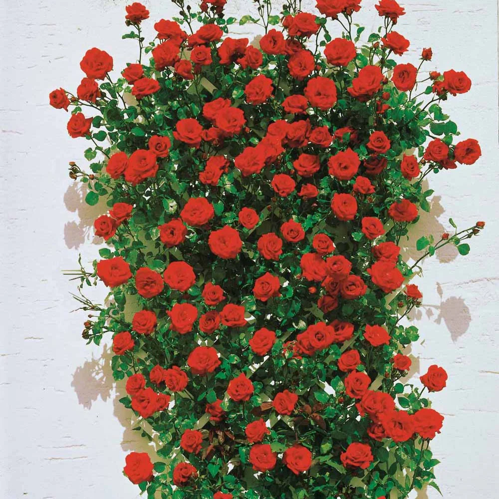 Rosier grimpant 'Santana' - Image 4