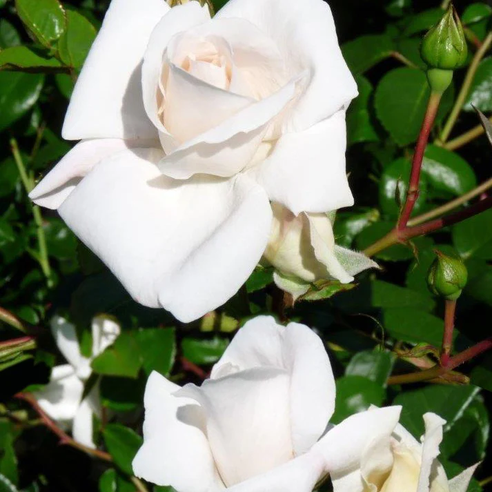 Rosier grimpant White New Dawn