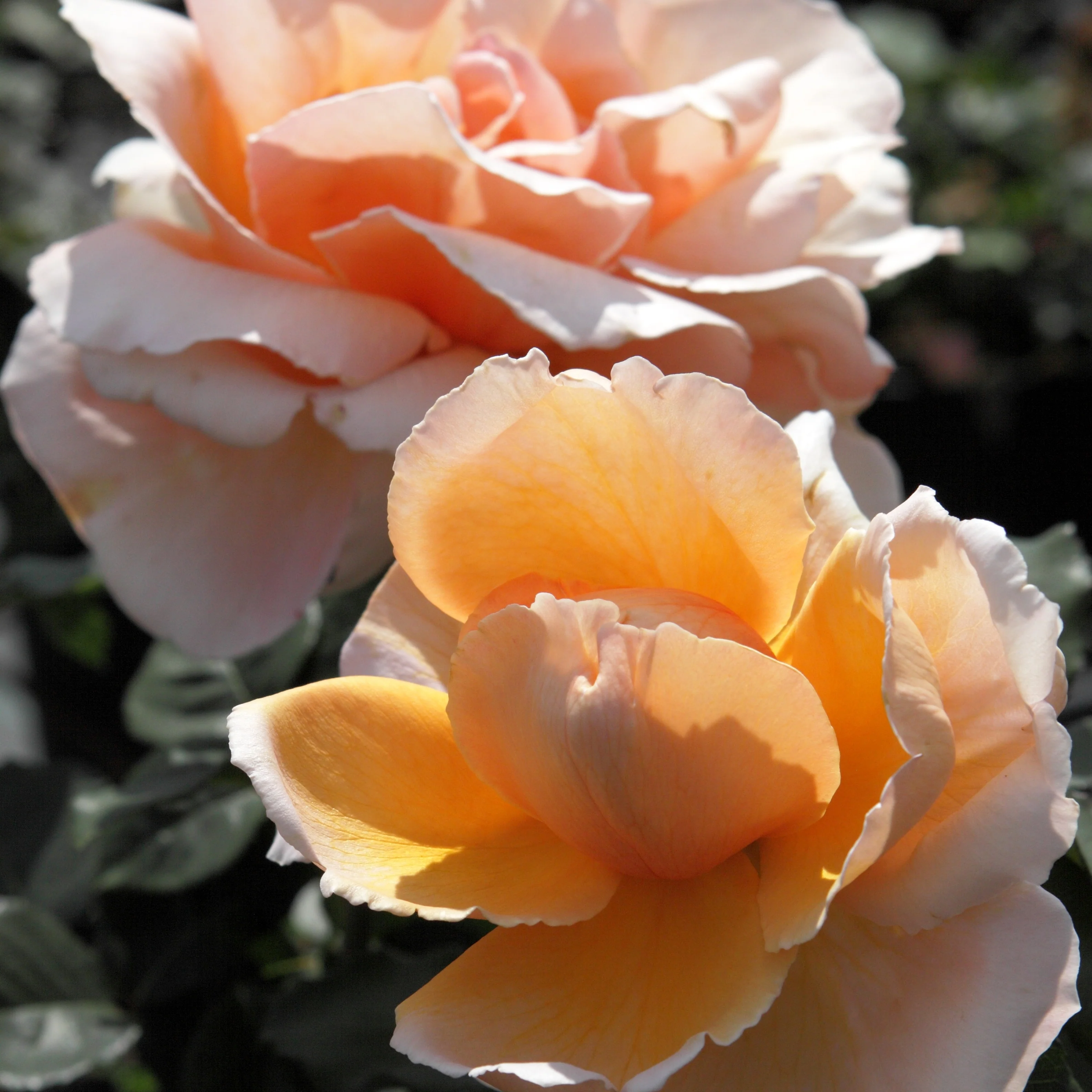 Rosier Just Joey ® - Image 2
