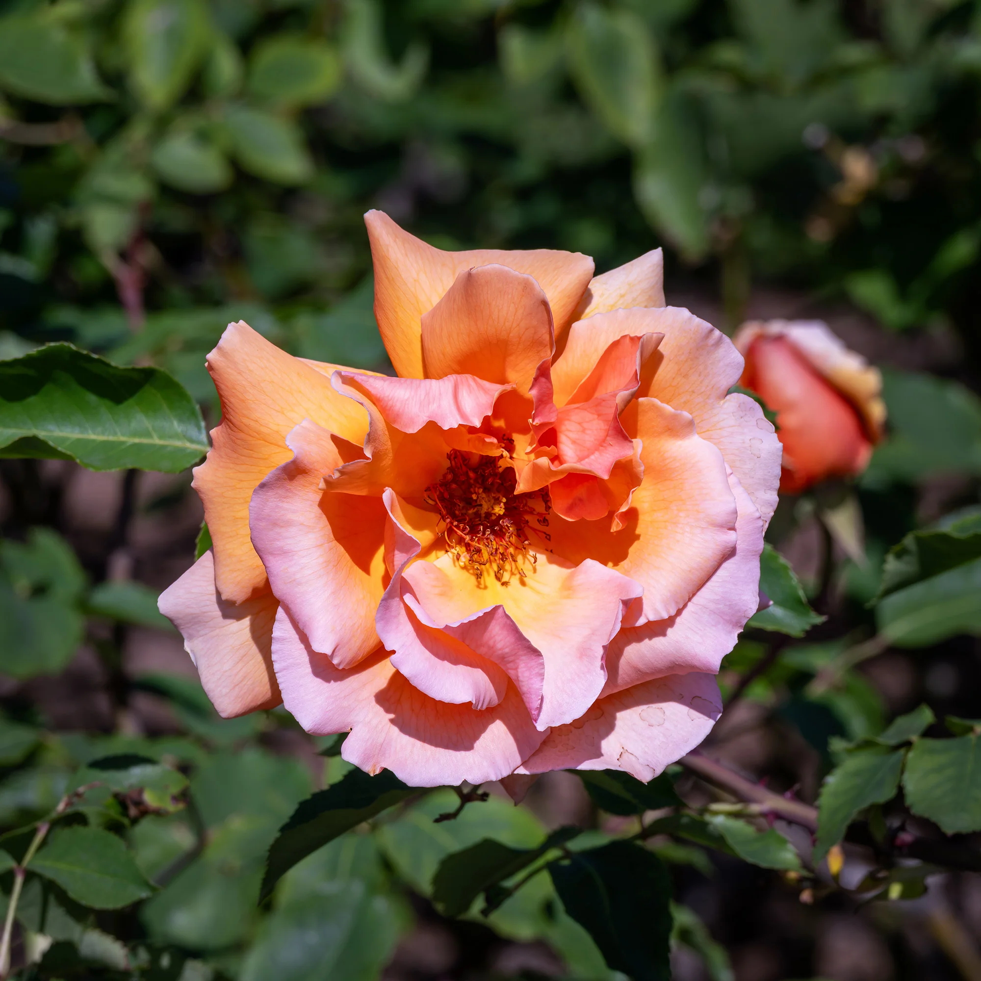 Rosier Just Joey ® - Image 3