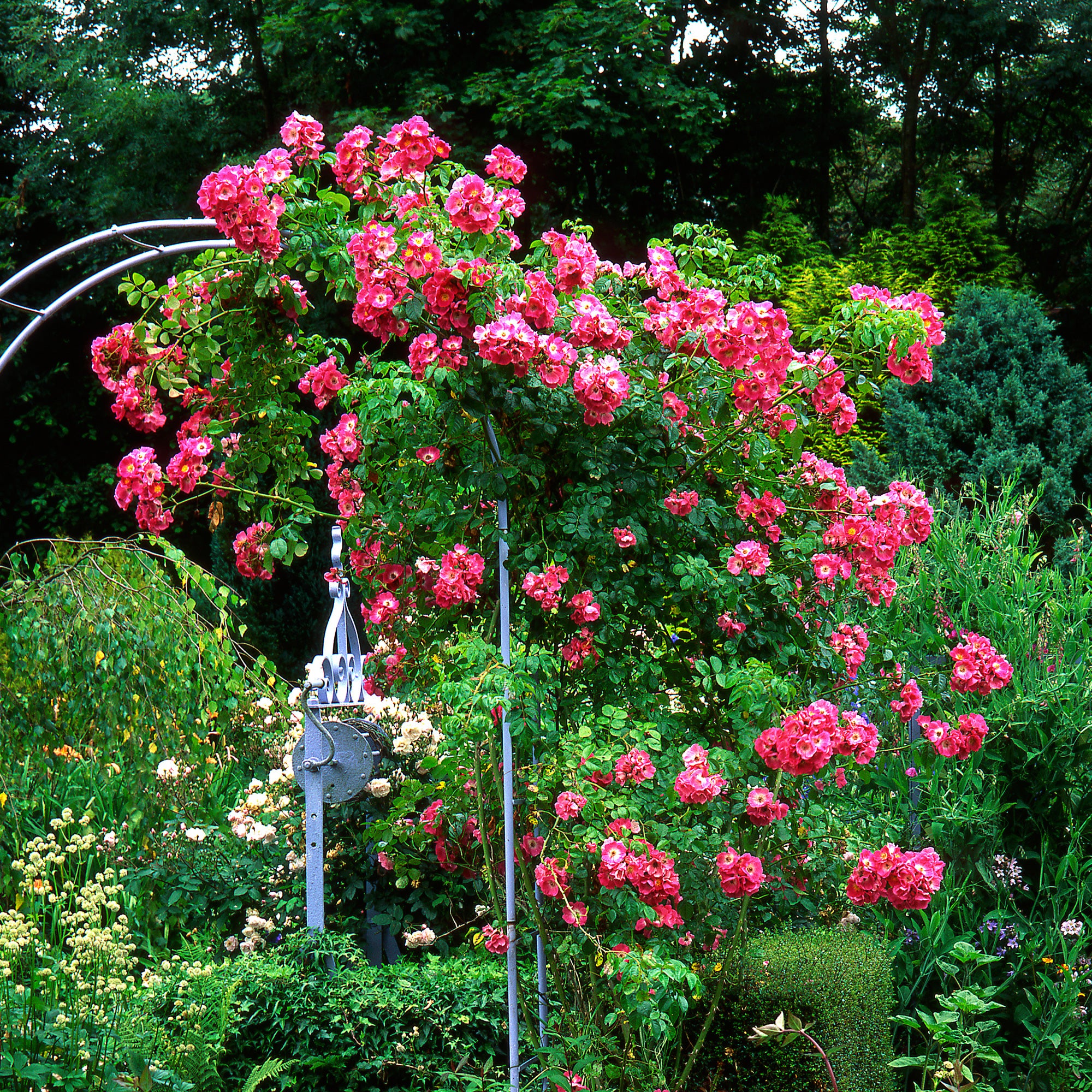 Rosier liane American Pillar