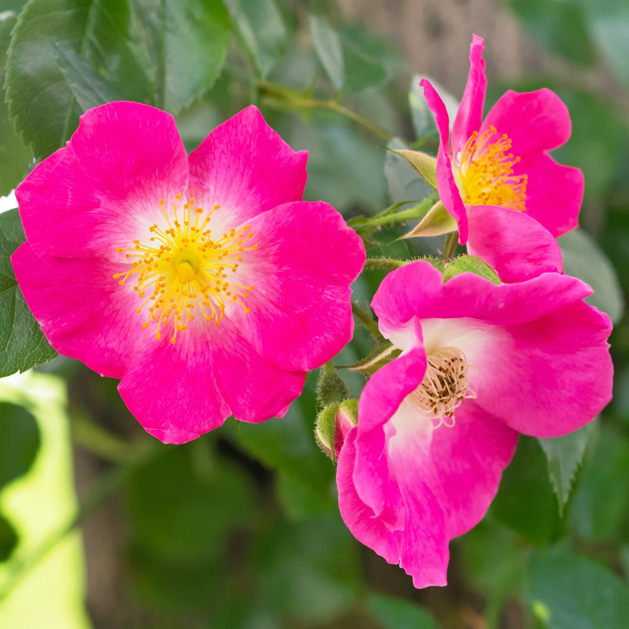 Rosier liane American Pillar - Image 2