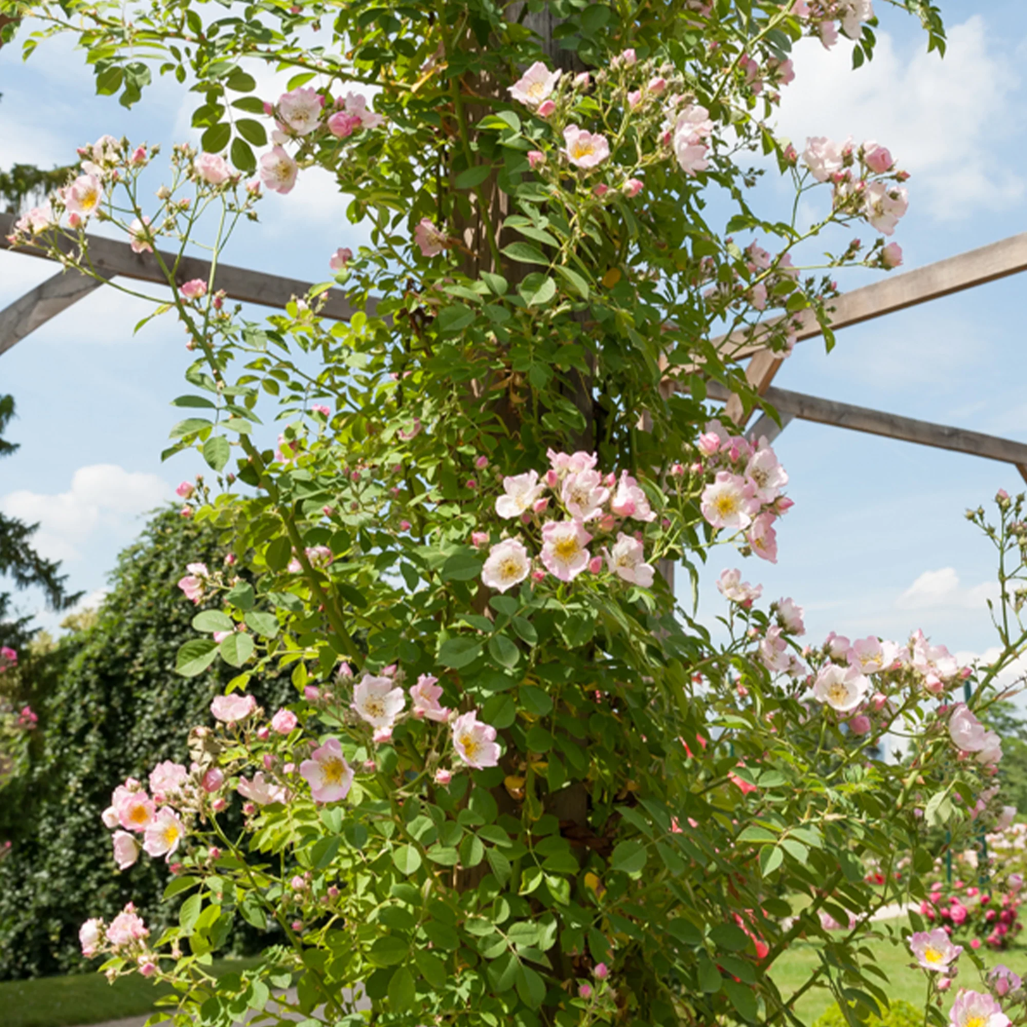 Rosier liane Kew Rambler