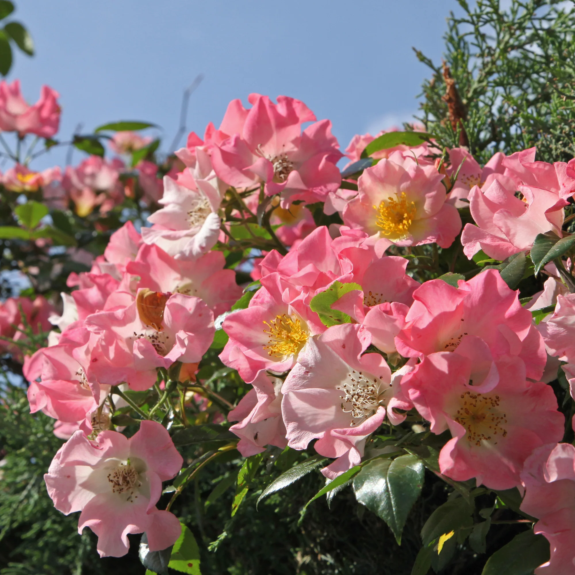 Rosier liane Kew Rambler - Image 2
