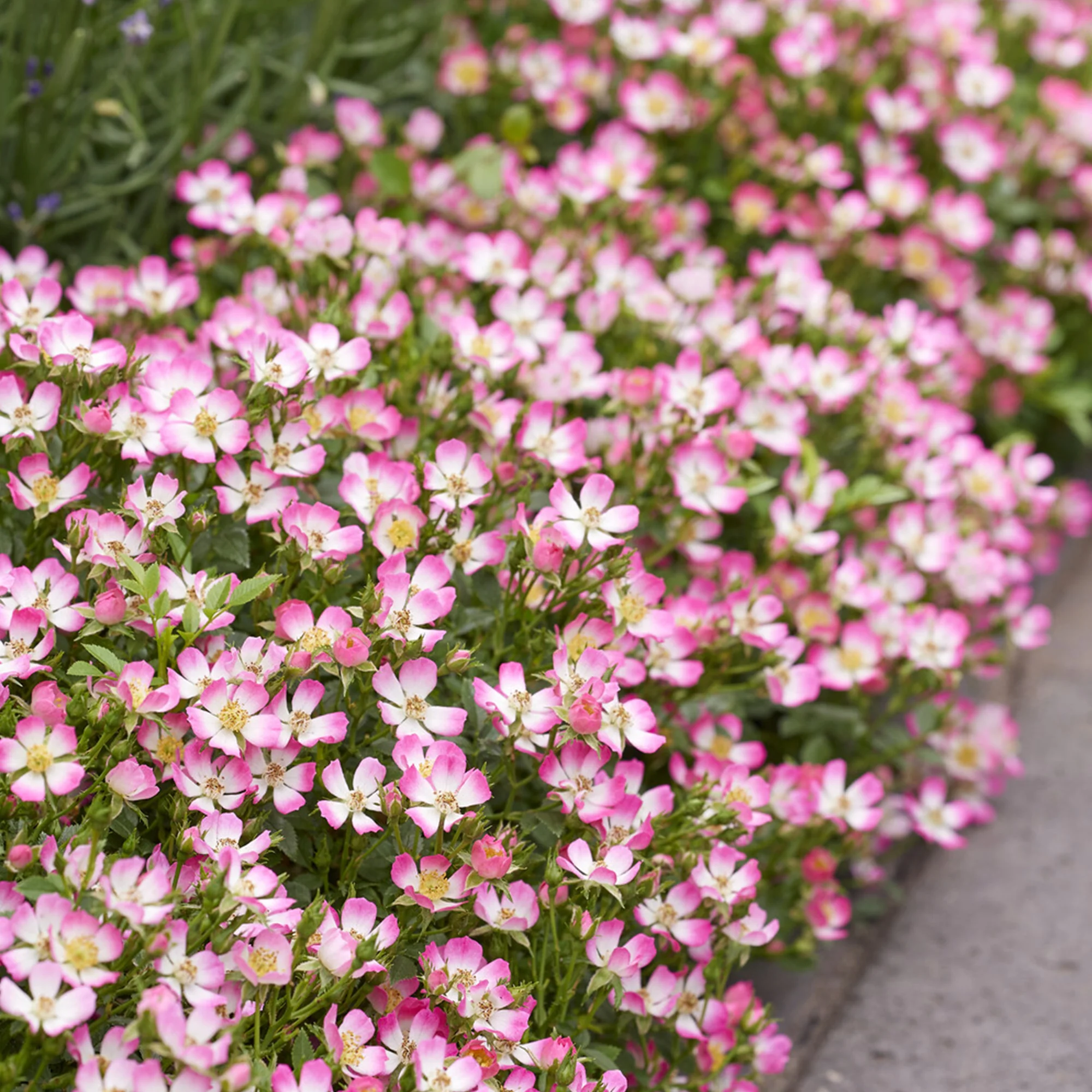 Rosier miniature Cutie Pie ®