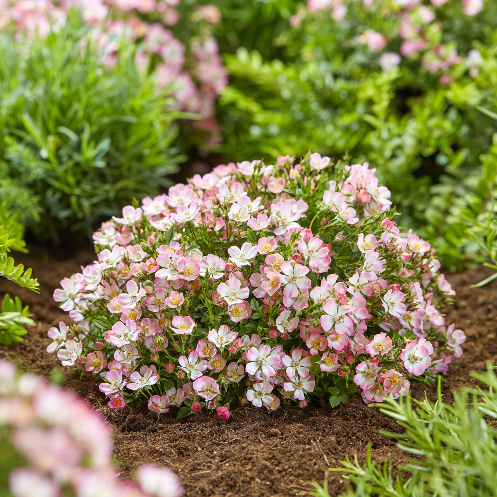 Rosier miniature Cutie Pie ® - Image 2