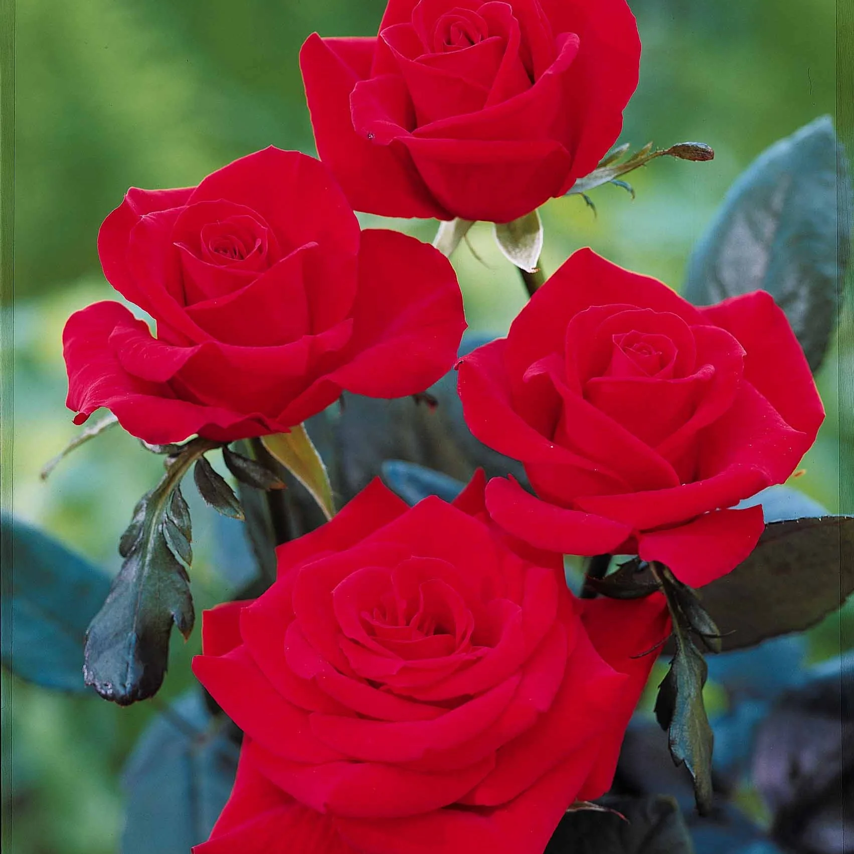 Rosier Oklahoma - Image 2