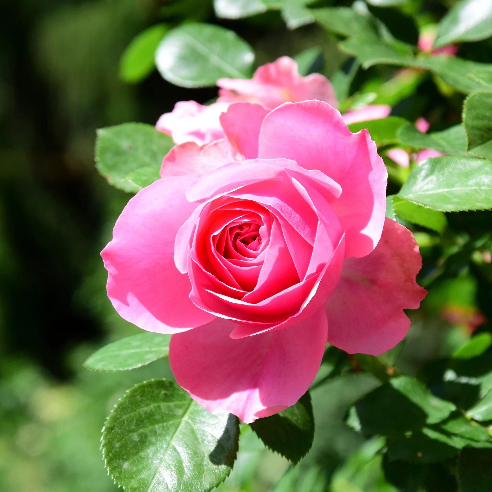 Rosier Pink Perfume
