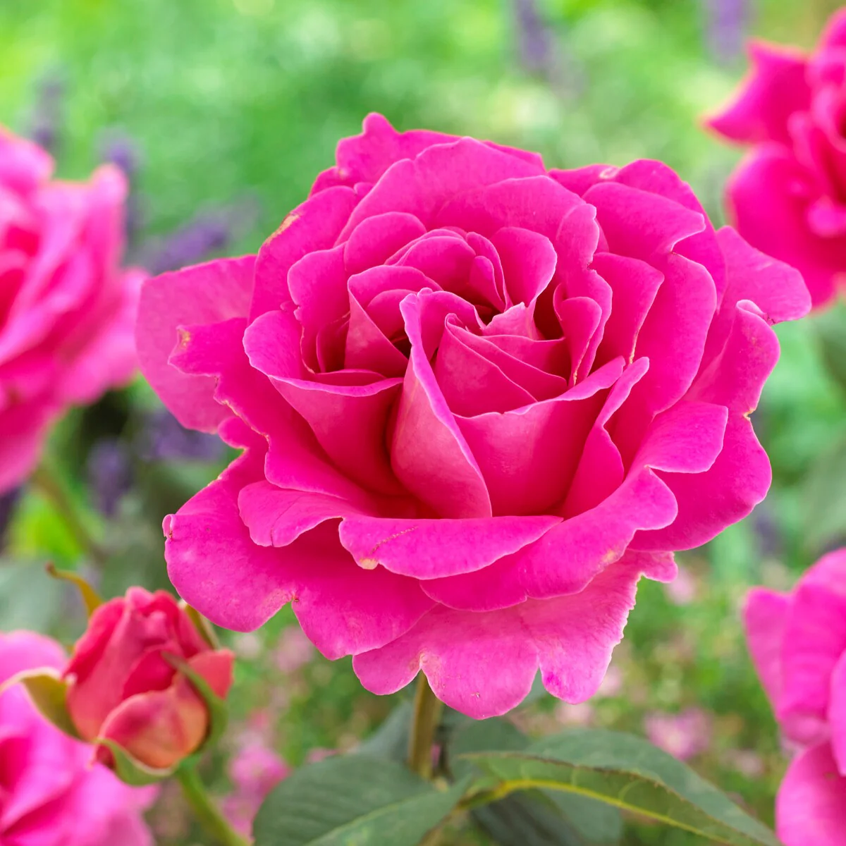 Rosier Pink Perfume - Image 2