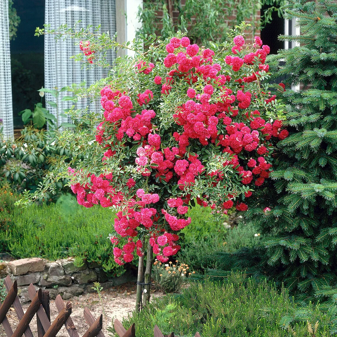 Rosier pleureur Excelsa sur tige