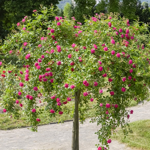 Rosier pleureur Excelsa sur tige - Image 3