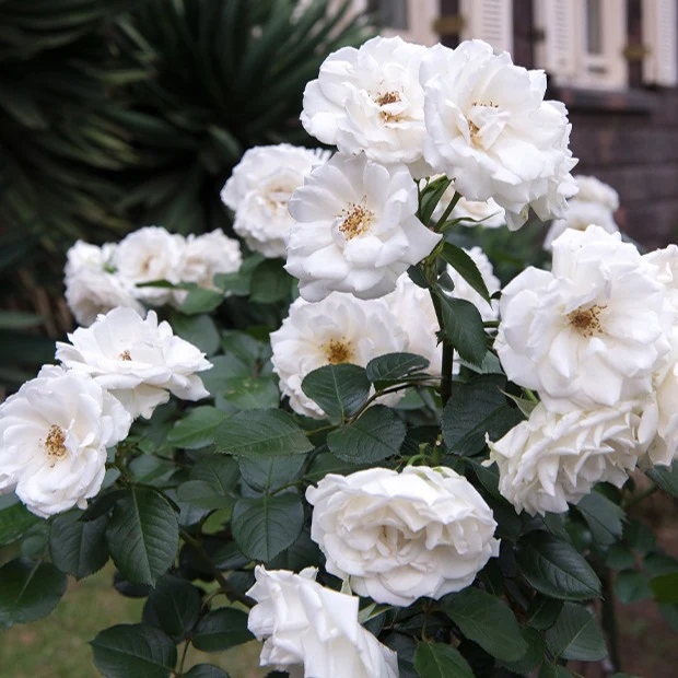 Rosier Princesse de Galles ® Hardinkum
