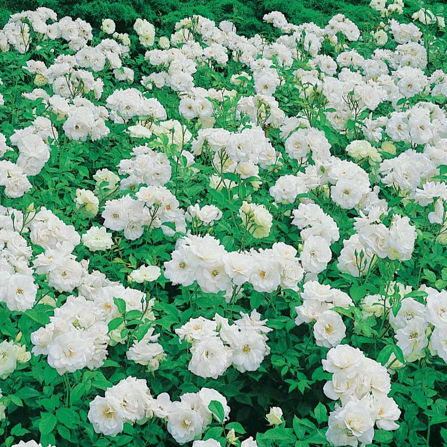 Rosier Princesse de Galles ® Hardinkum - Image 3