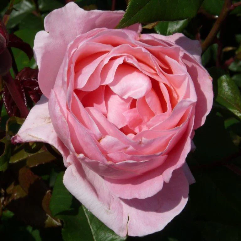 Rosier Queen Elisabeth