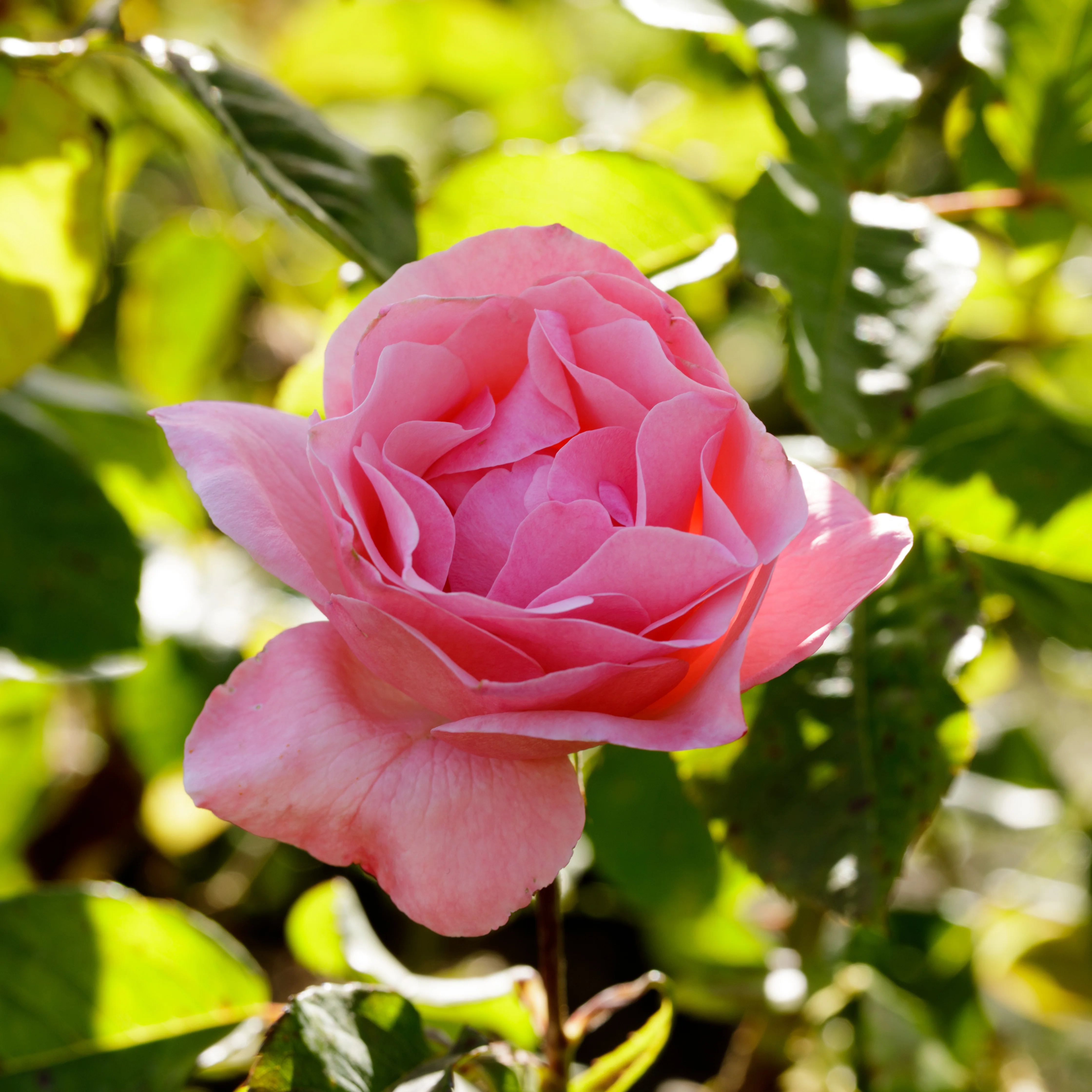 Rosier Queen Elisabeth - Image 3