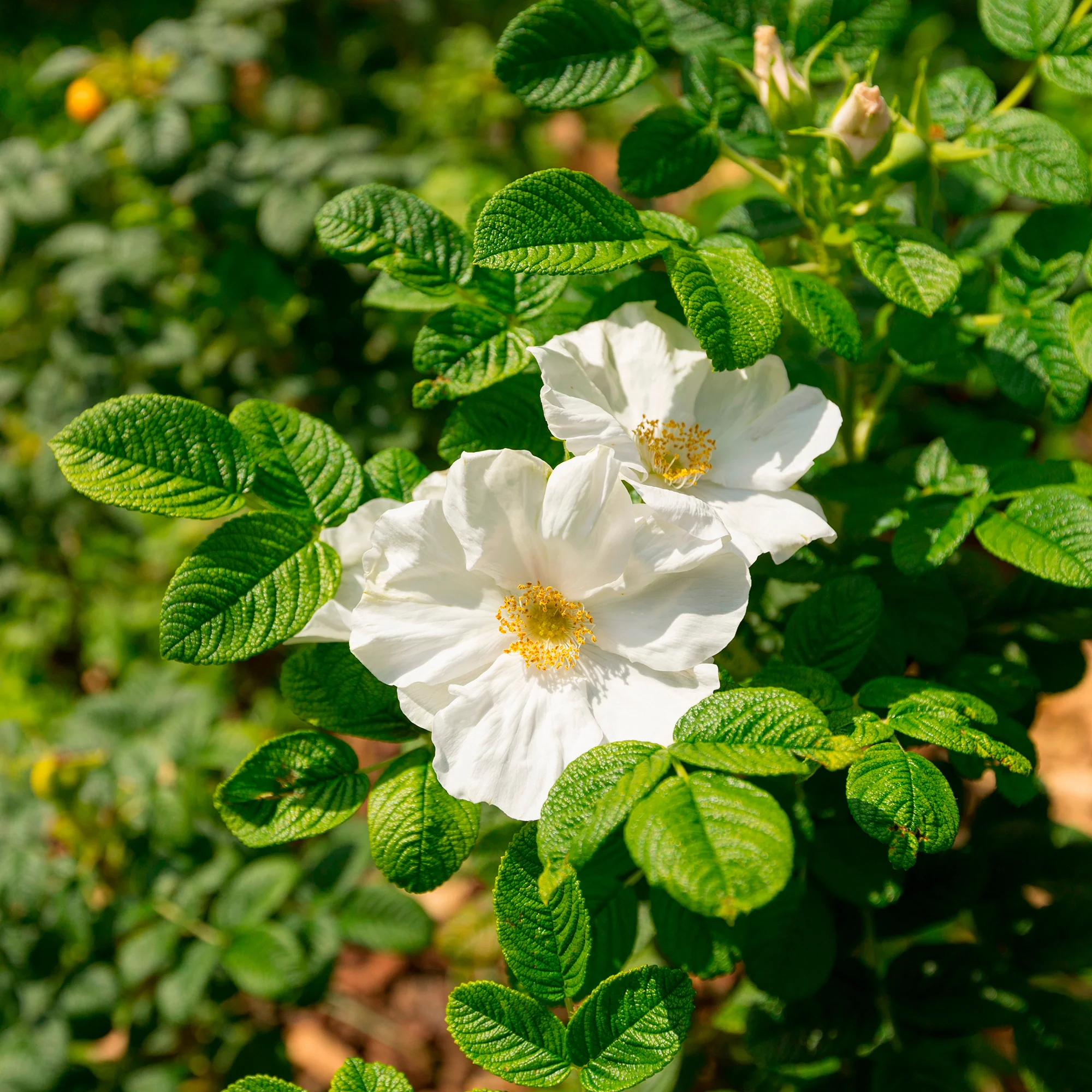 Rosier rugueux à fleurs blanches
