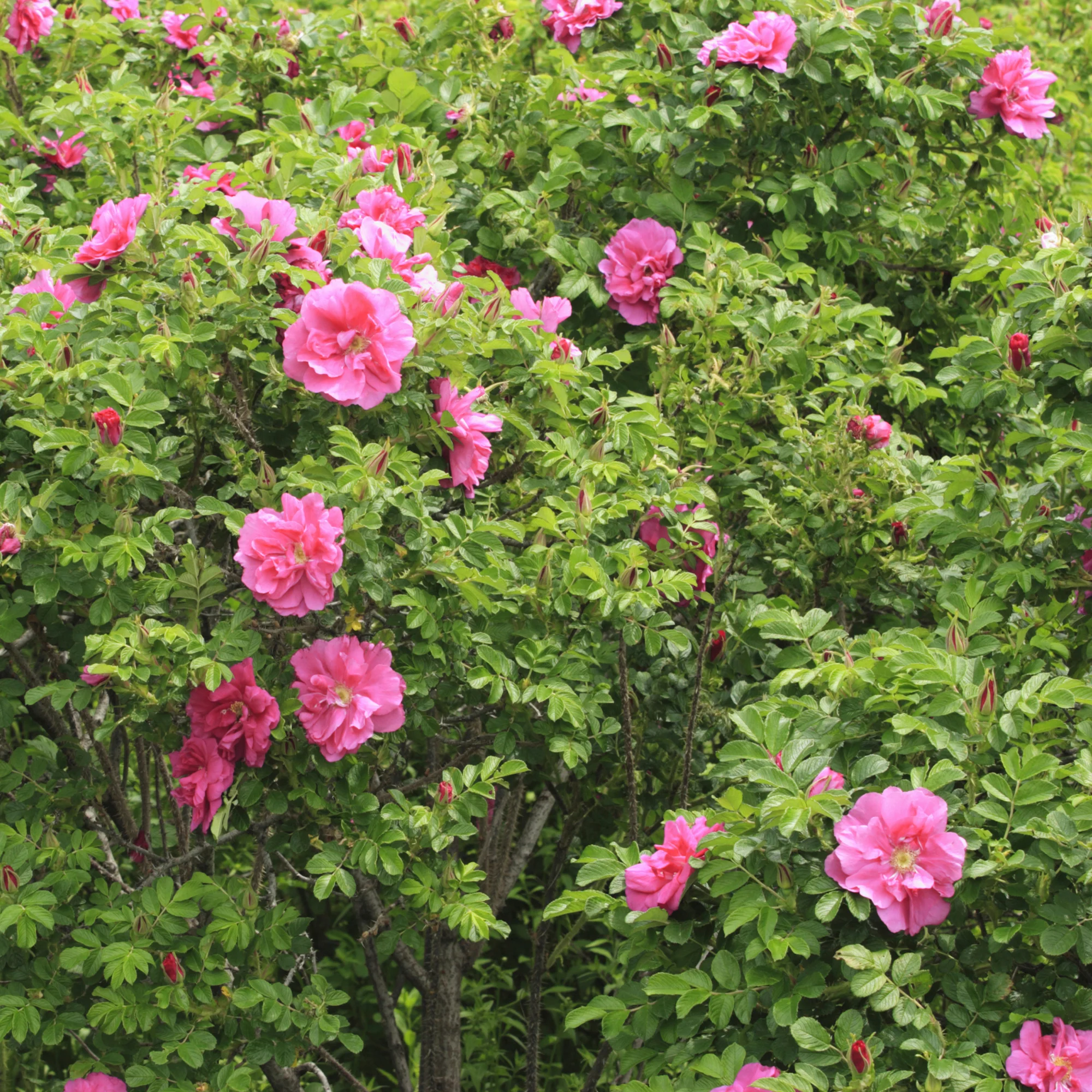 Rosier rugueux Wild Eric
