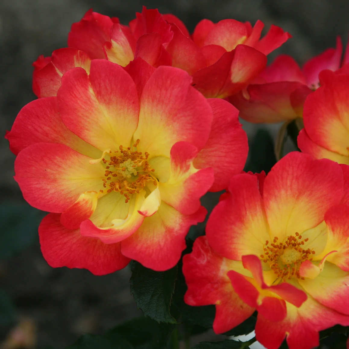 Rosier Summer of Love®