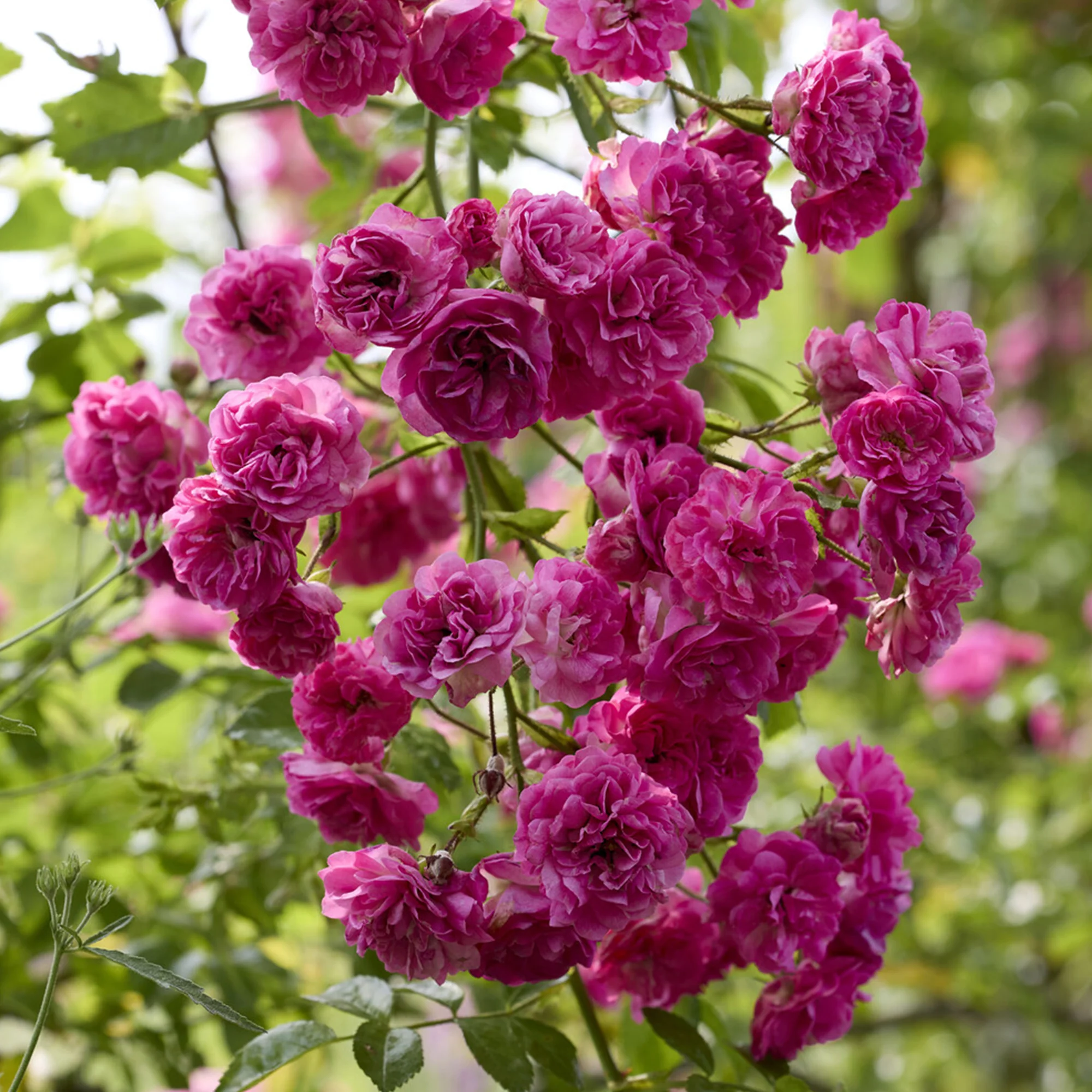 Rosier Super Excelsa® grimpant