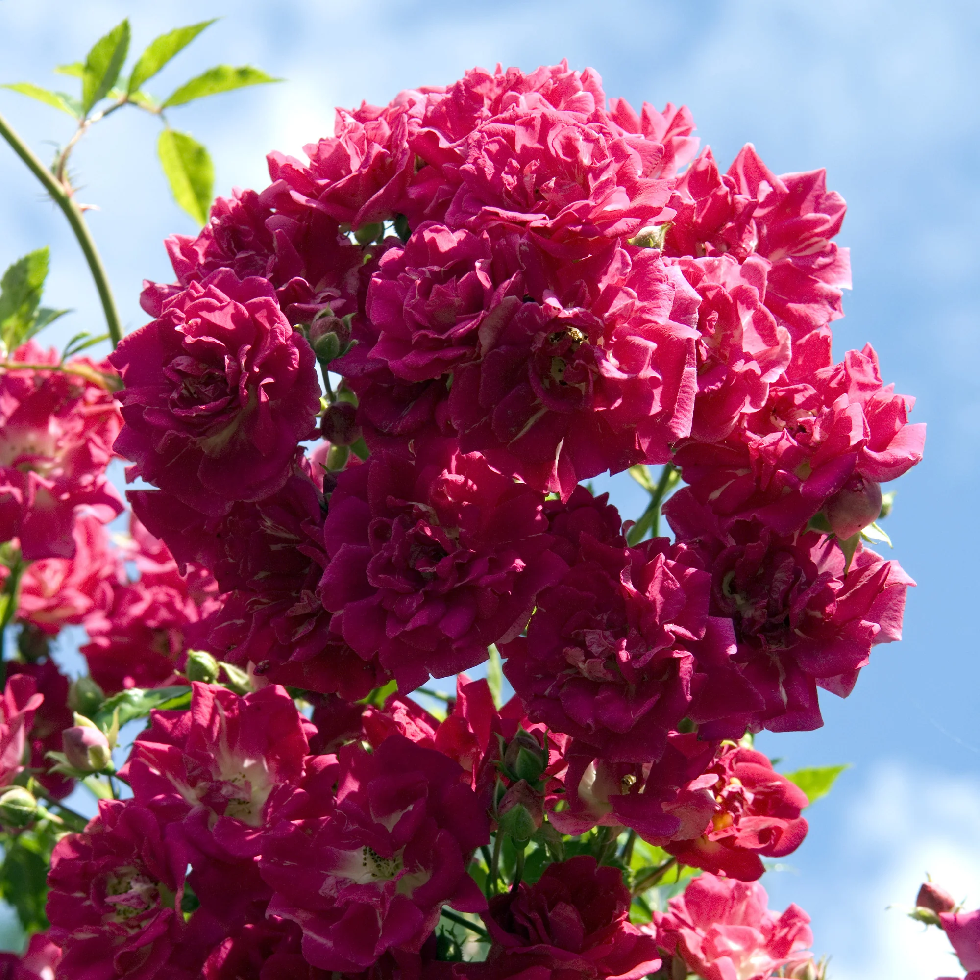 Rosier Super Excelsa® grimpant - Image 2