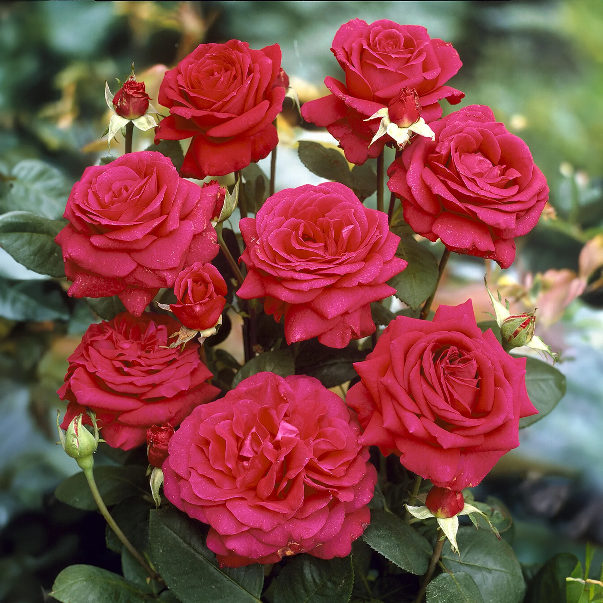 Rosier sur tige Dame de Coeur
