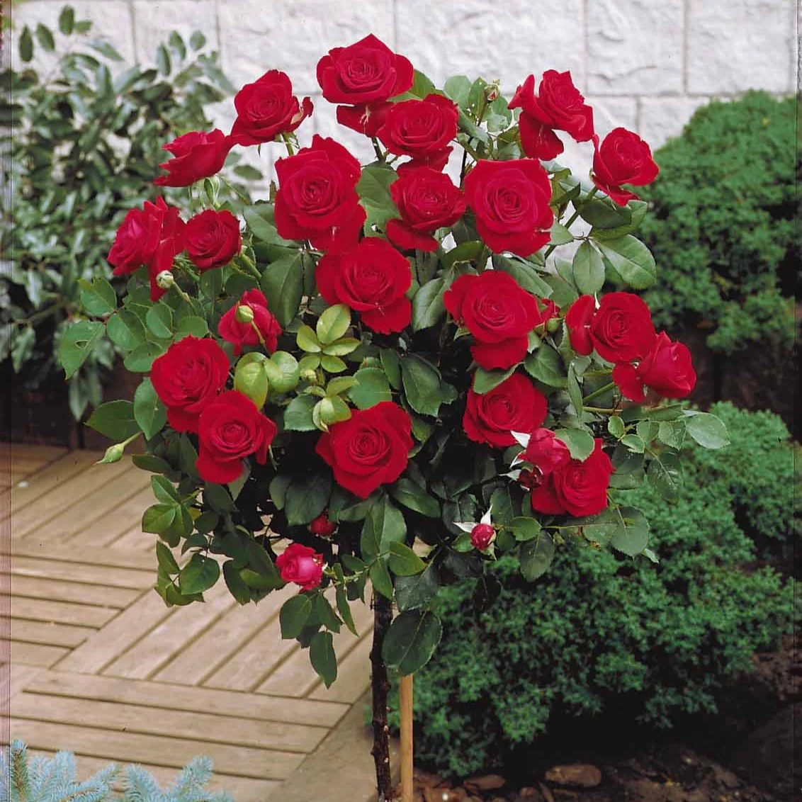 Rosier sur tige Dame de Coeur - Image 2