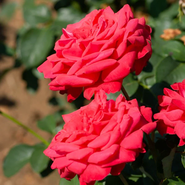 Rosier sur tige Dame de Coeur - Image 3