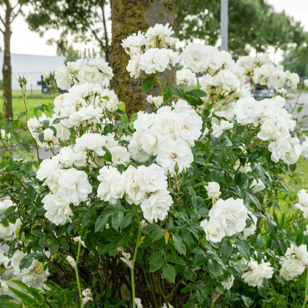 Rosier sur tige Korbin