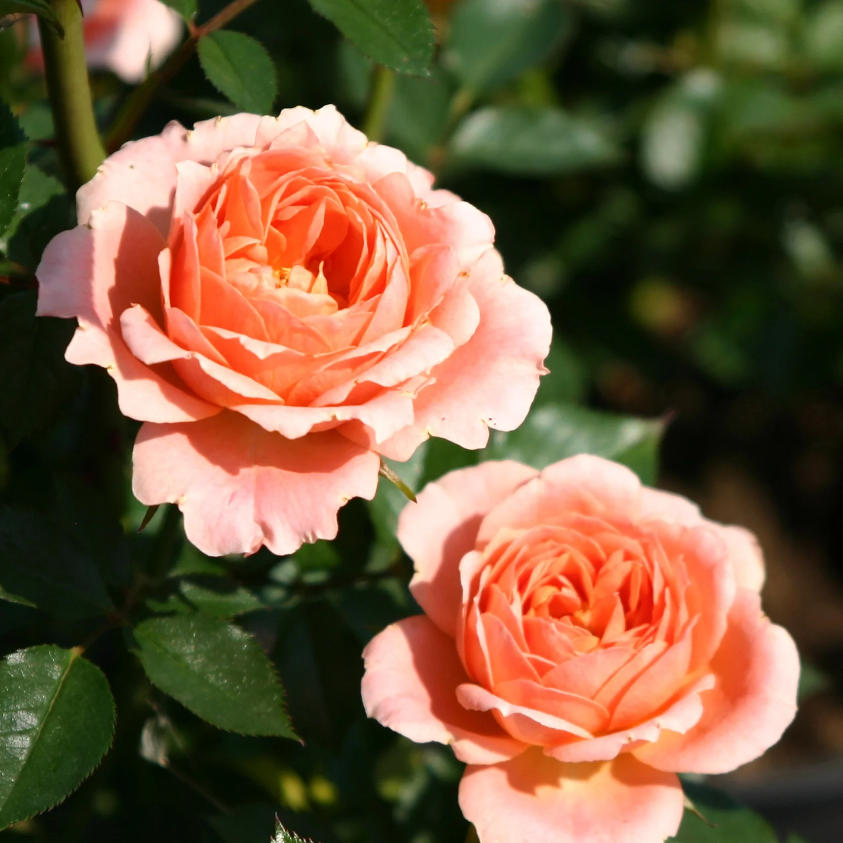 Rosier  Sweet Dream ®