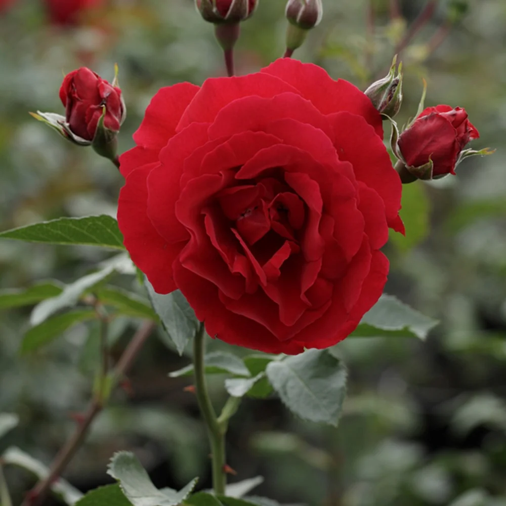 Rosier grimpant Sympathie® - Image 2