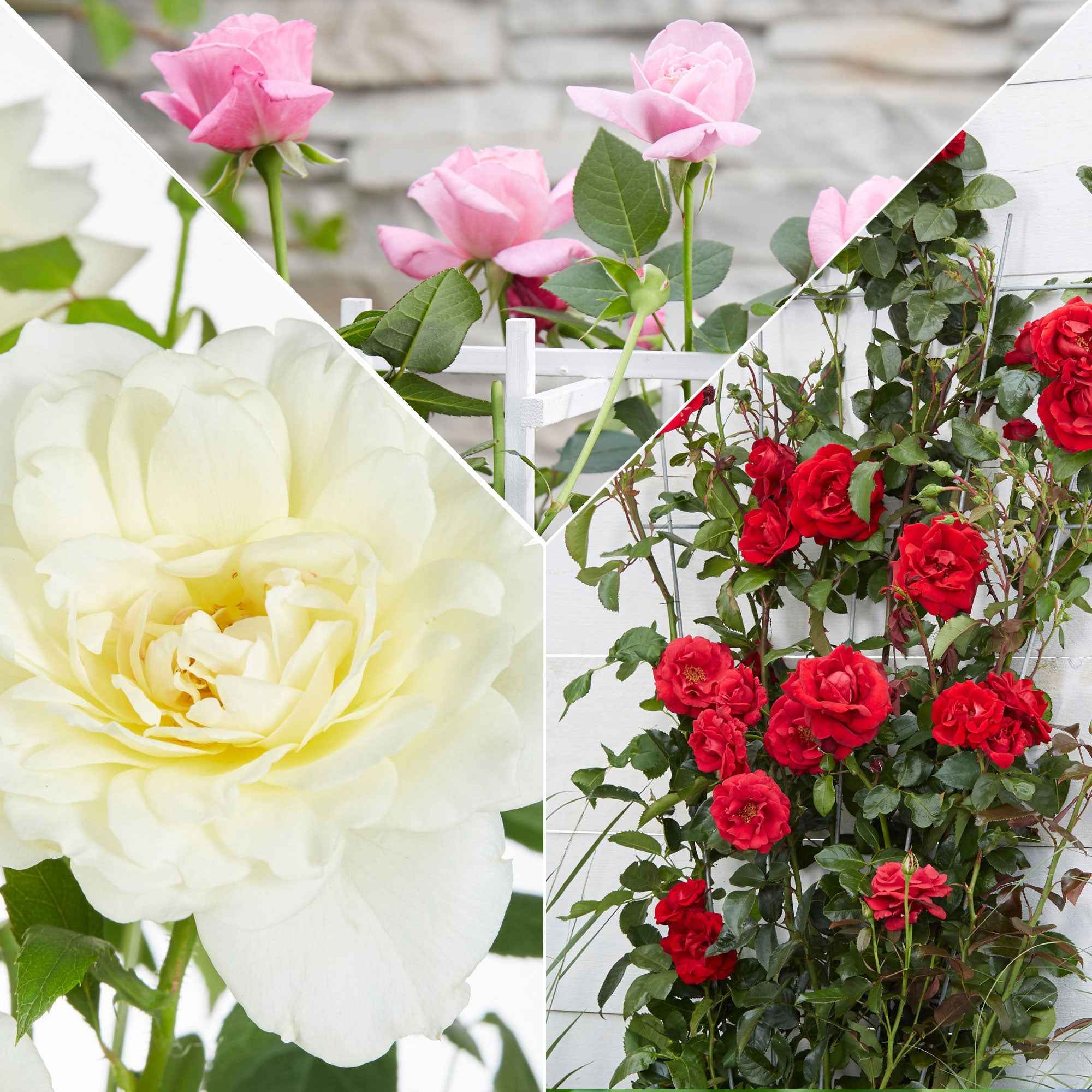 3 Rosiers grimpants parfumées en mélange - Image 2