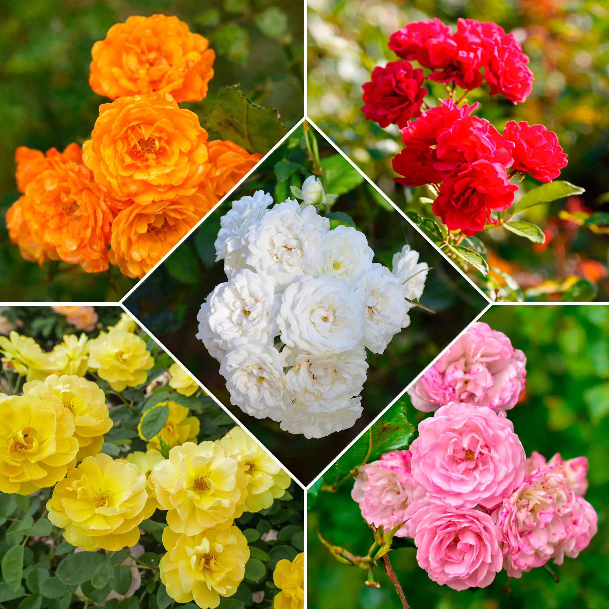 10 Rosiers polyantha pour massif en mélange
