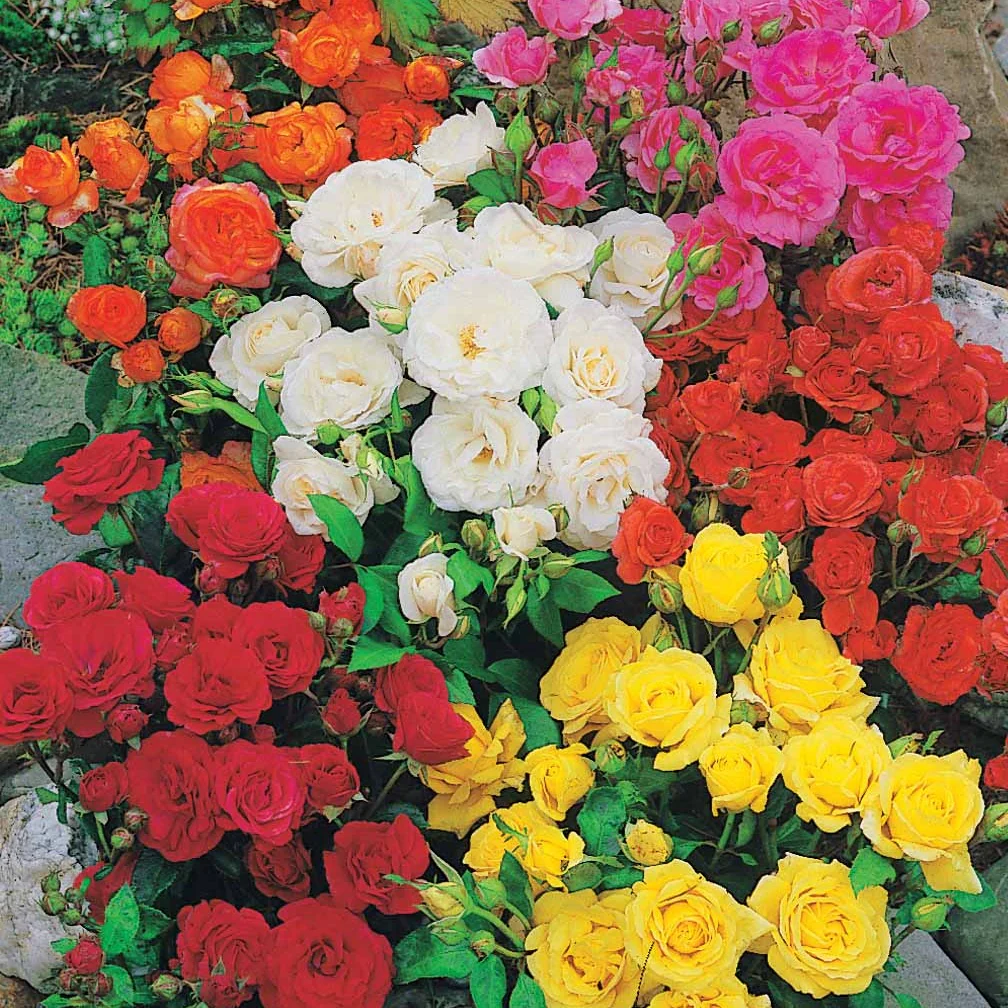 10 Rosiers polyantha pour massif en mélange - Image 2