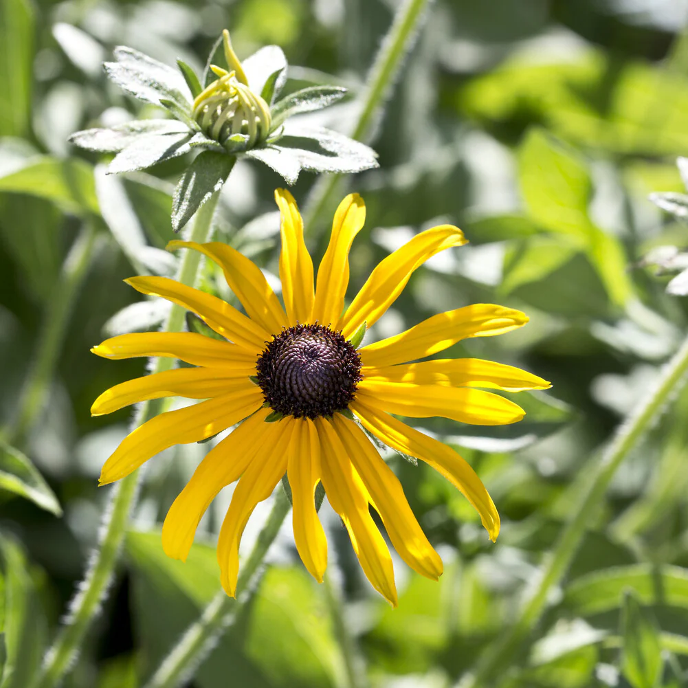 Rudbeckia deamii