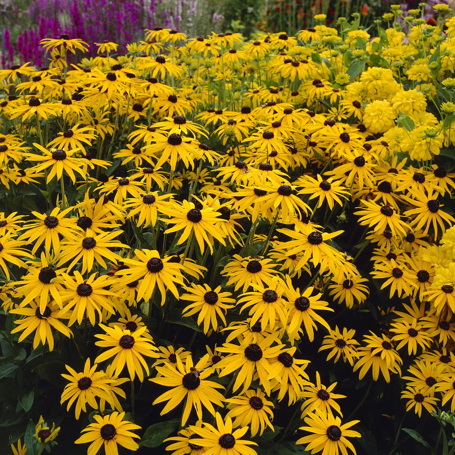 Rudbeckia deamii - Image 2