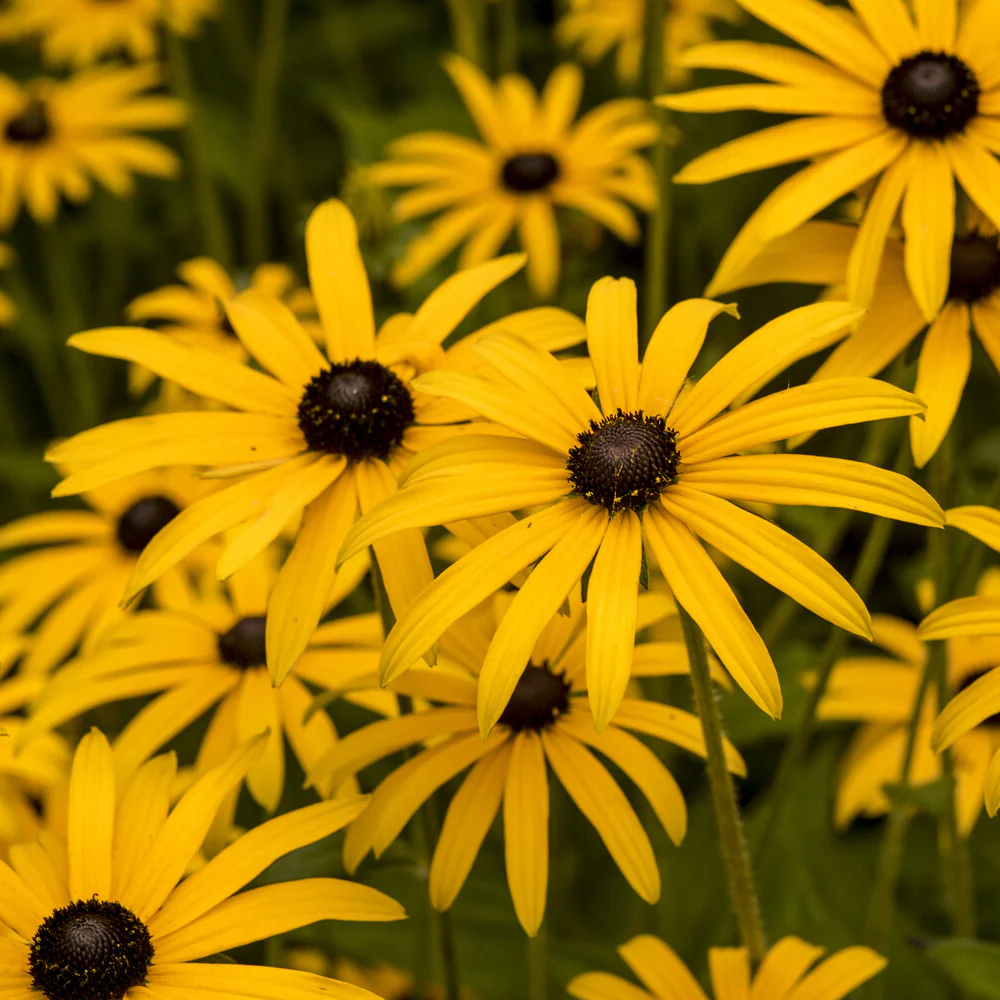 Rudbeckia deamii - Image 3