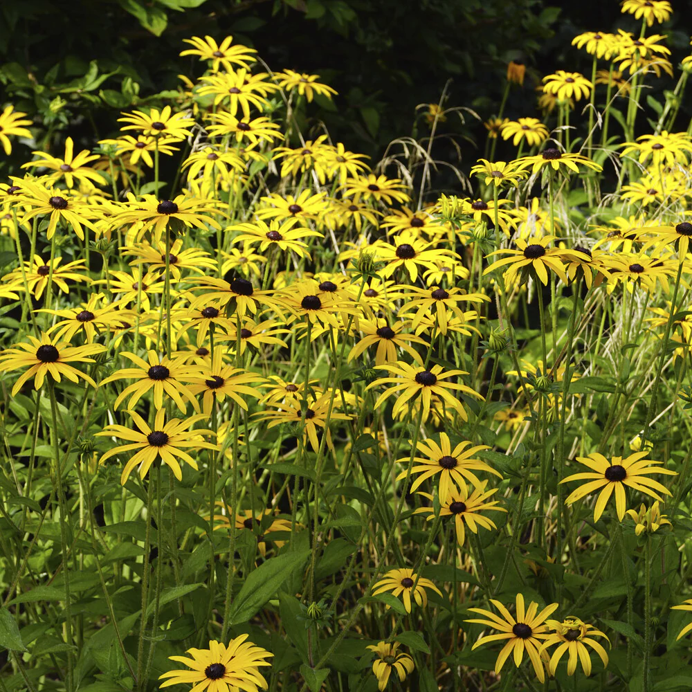 Rudbeckia deamii - Image 4