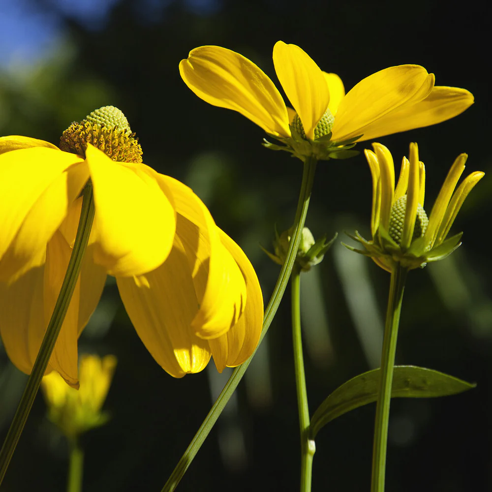 Rudbeckia Herbstsonne - Image 2